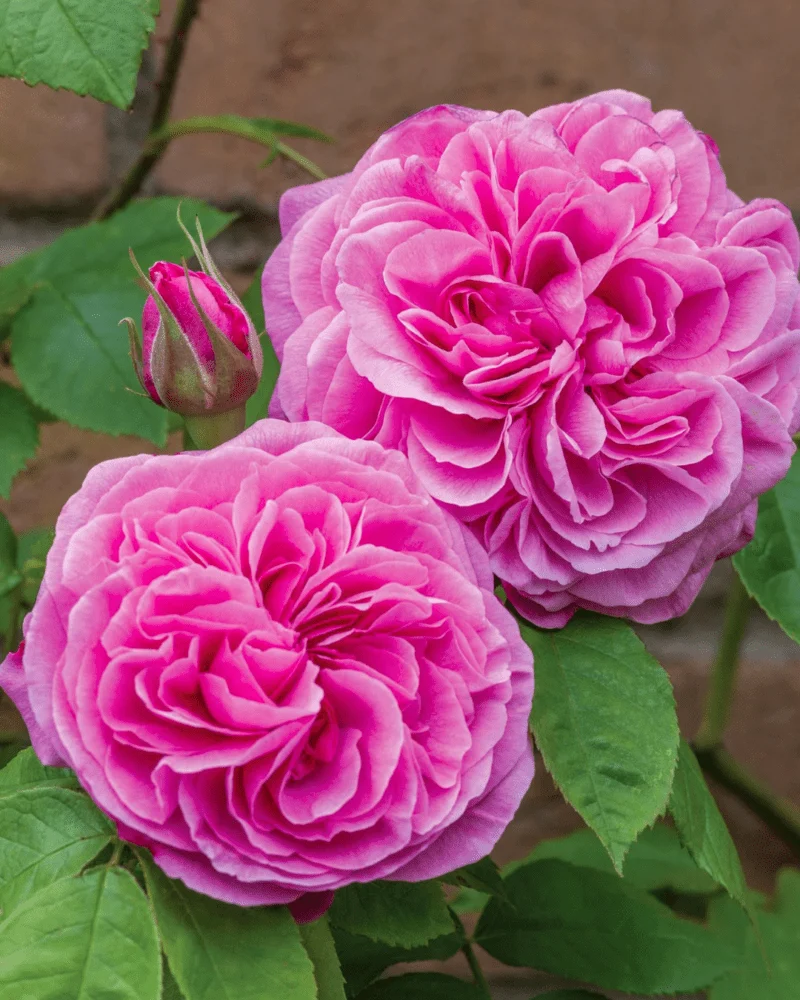 Rosa Gertrude Jekyll 1