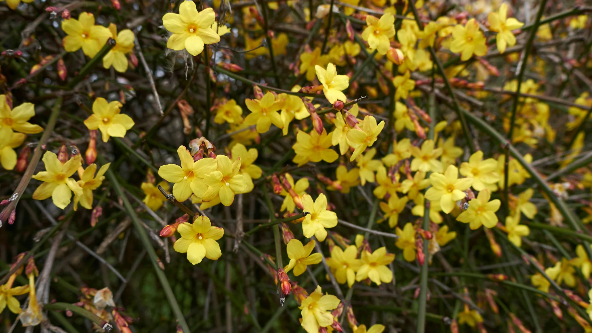jasminum nudiflorum1