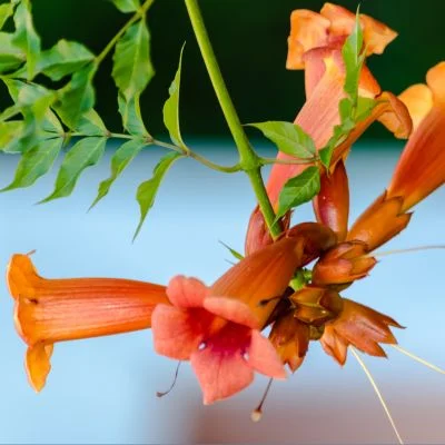 Campsis radicans