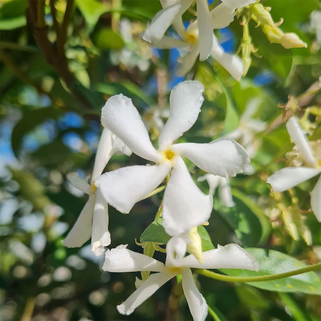 Trachelospermum jasminoides -Toscaanse jasmijn 07